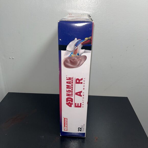 4D Human Ear Model Experiment Learn Science Discover Education Kit Anatomy - Picture 6 of 7